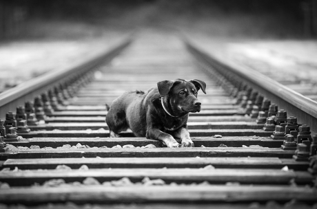 tiere-00.jpg