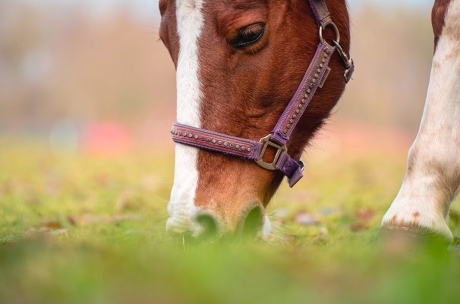 tiere-01.jpg