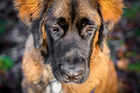 tiere-03.jpg