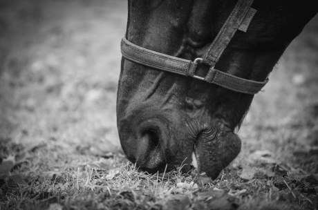 tiere-04.jpg